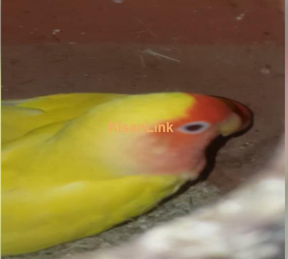 Parrot For Sale