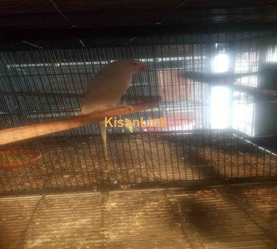 Parrot For Sale