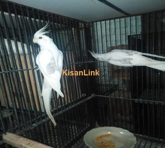 Parrot For Sale