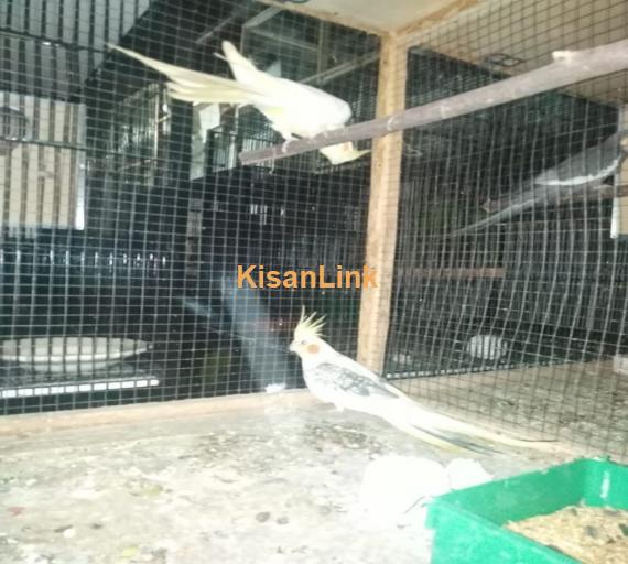Parrot For Sale