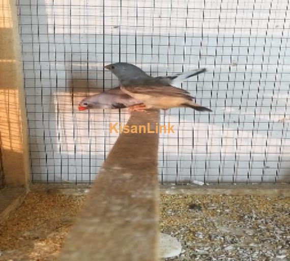 Parrot For Sale