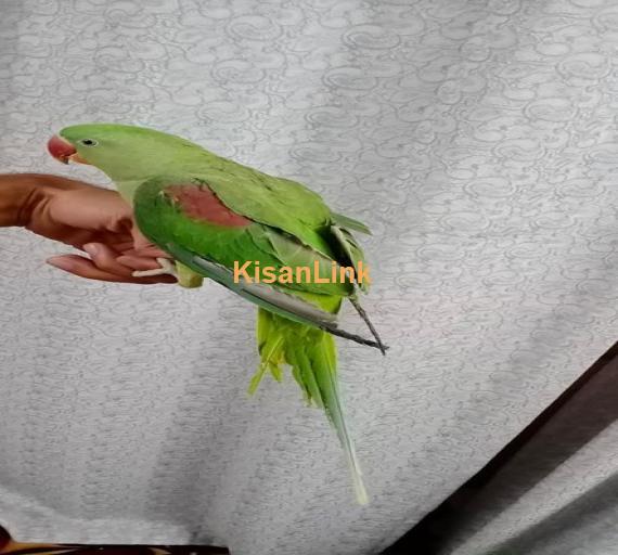 Parrot For Sale