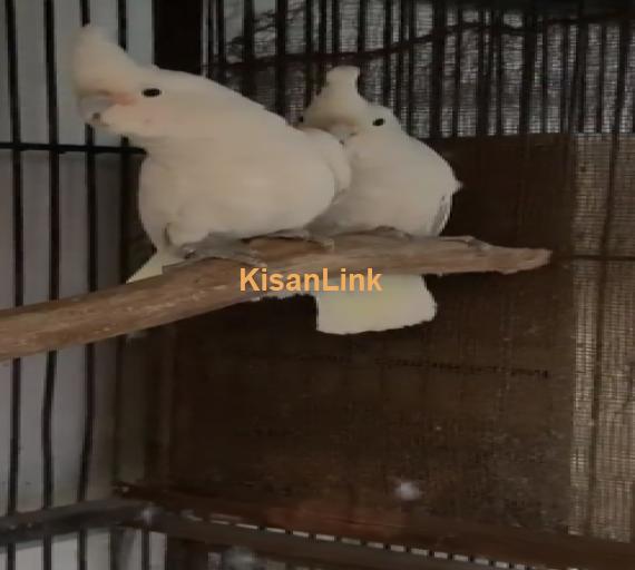 Parrot For Sale