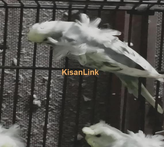 Parrot For Sale