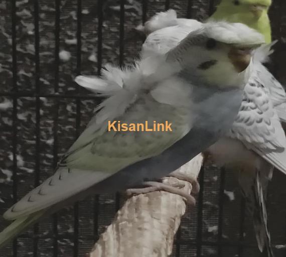 Parrot For Sale