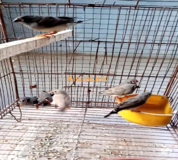 Parrot For Sale