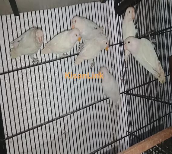 Parrot For Sale
