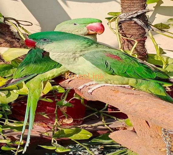 Parrot For Sale