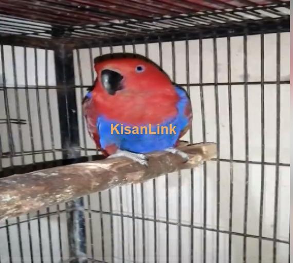 Parrot For Sale