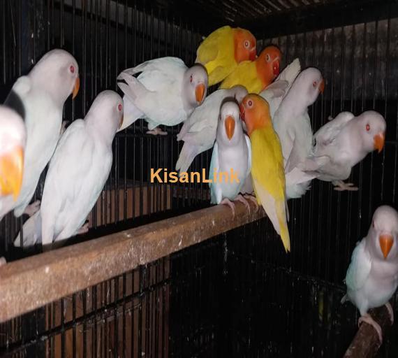 Parrot For Sale