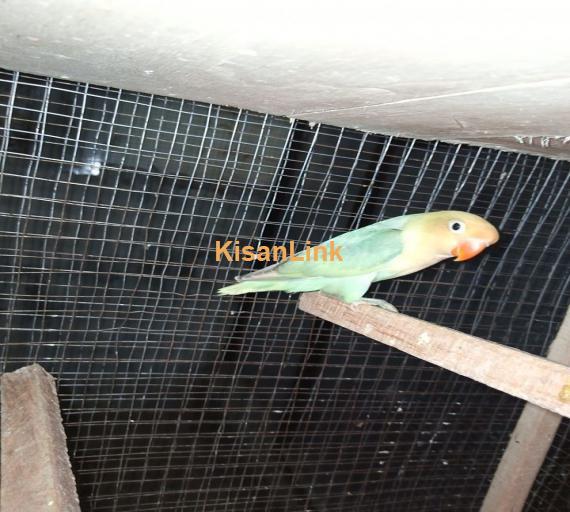 Parrot For Sale