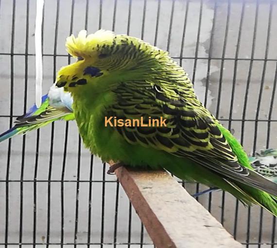 Parrot For Sale