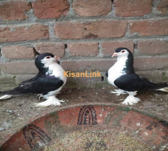 Pigeon Pair For Sale