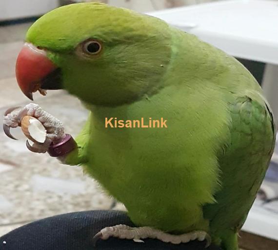 Parrot For Sale