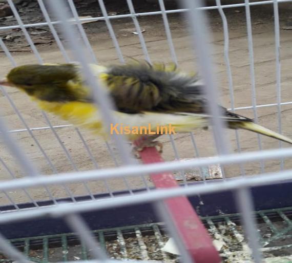 Parrot For Sale