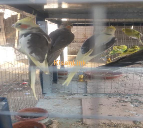 Parrot For Sale
