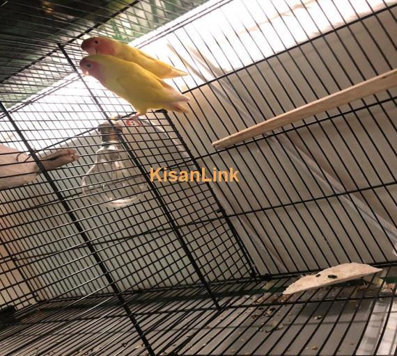 Parrot For Sale