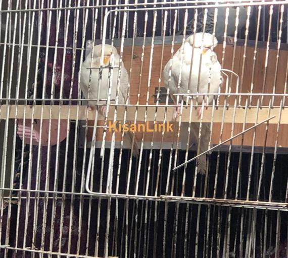 Parrot For Sale
