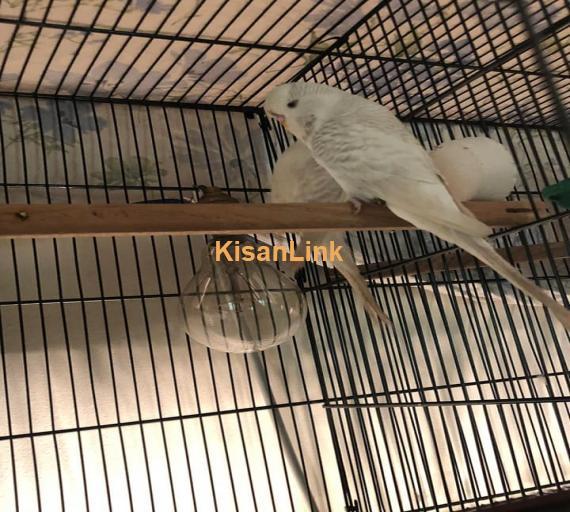 Parrot For Sale