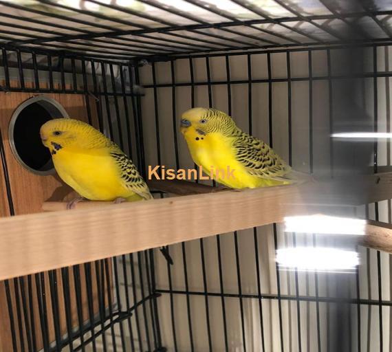Parrot For Sale