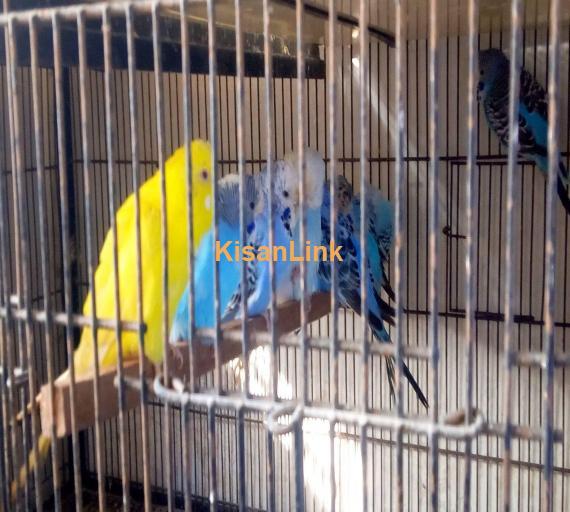 Parrot For Sale