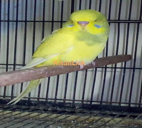 Parrot For Sale