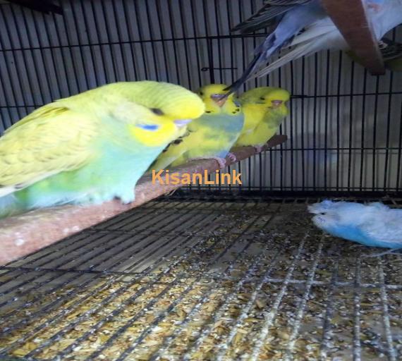 Parrot For Sale