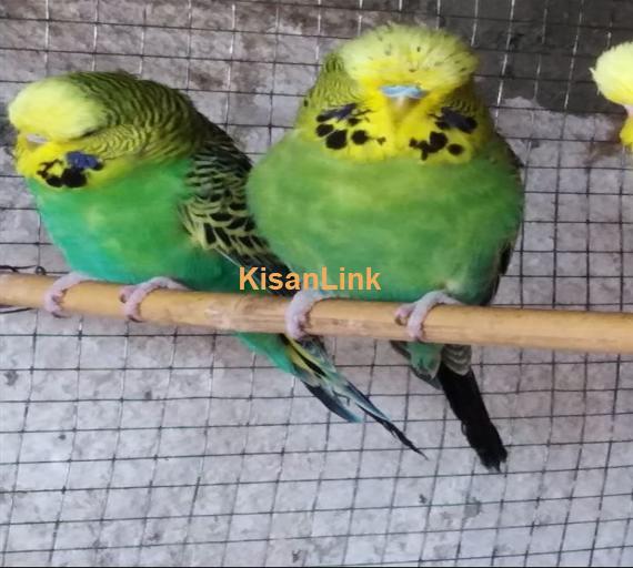 Parrot For Sale