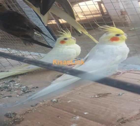 Parrot For Sale