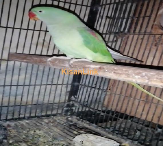 Parrot For Sale