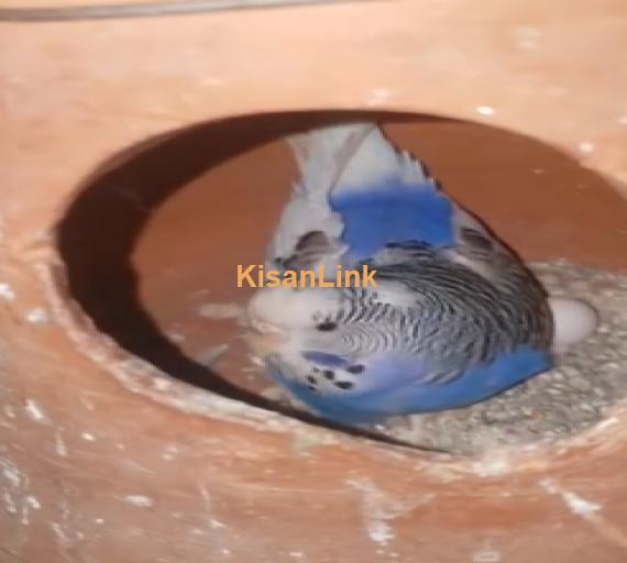 Parrot For Sale