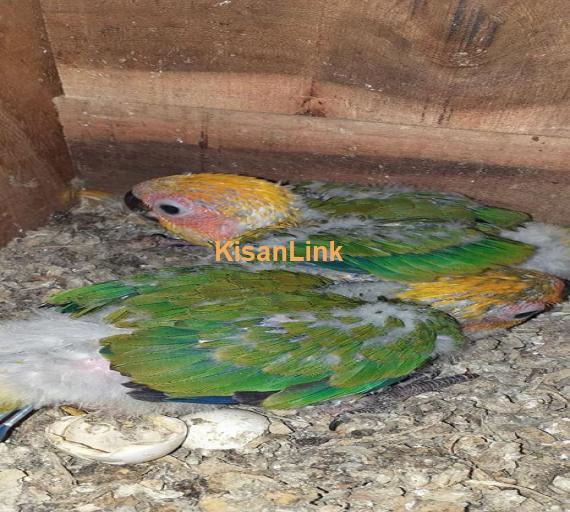 Parrot For Sale