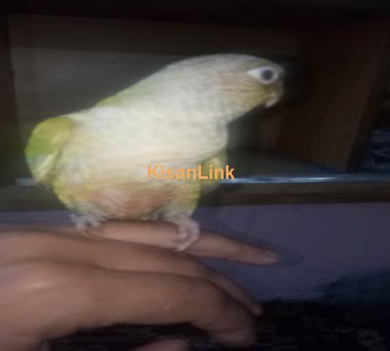 Parrot For Sale