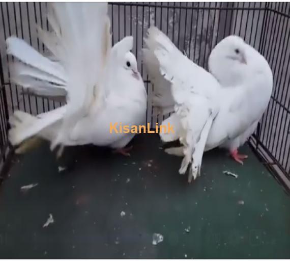 Parrot For Sale