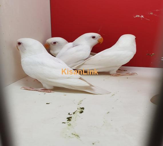 Parrot For Sale