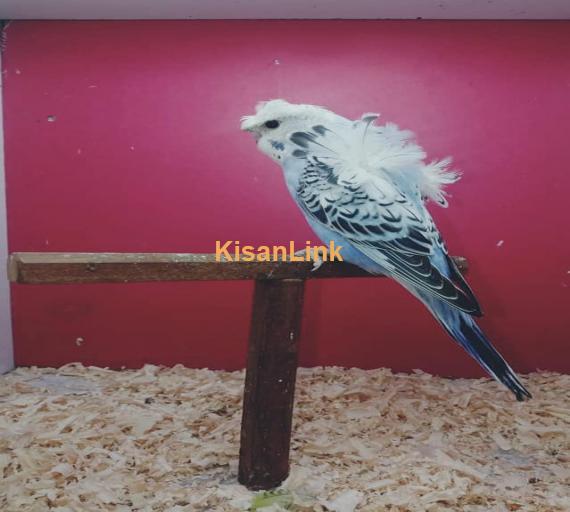 Parrot For Sale