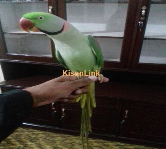 Parrot For Sale