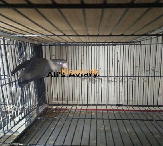 Parrot For Sale