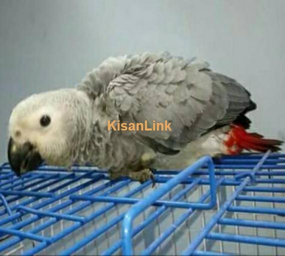 Parrot For Sale