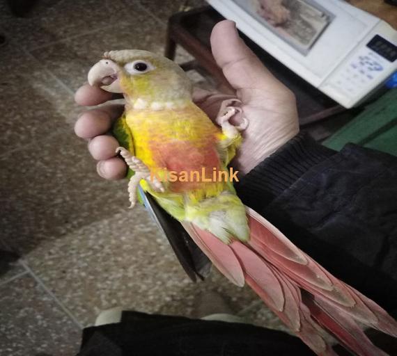 Parrot For Sale