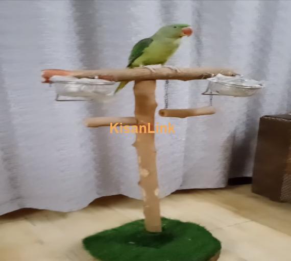 Parrot For Sale