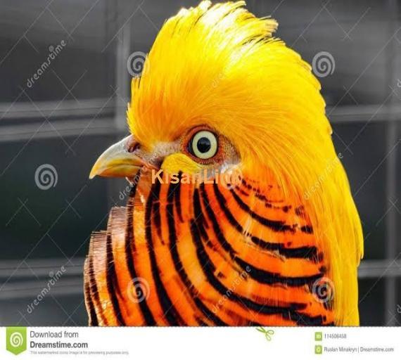 Parrot For Sale