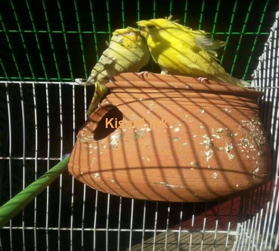 Parrot For Sale