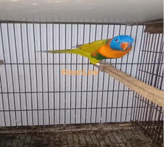 Parrot For Sale