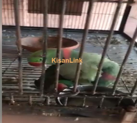 Parrot For Sale