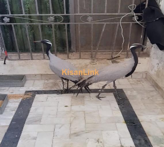 Crane Pair For Sale