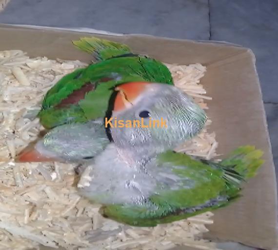 Parrot For Sale