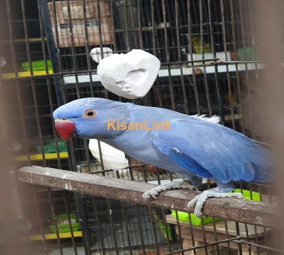 Parrot For Sale