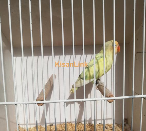 Parrot For Sale