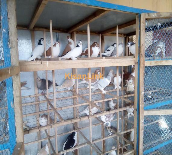 Pigeons For Sale